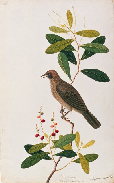 Bua Sambey, Boorong Baroo Baroo, from Drawings of Birds from Malacca by Chinese School